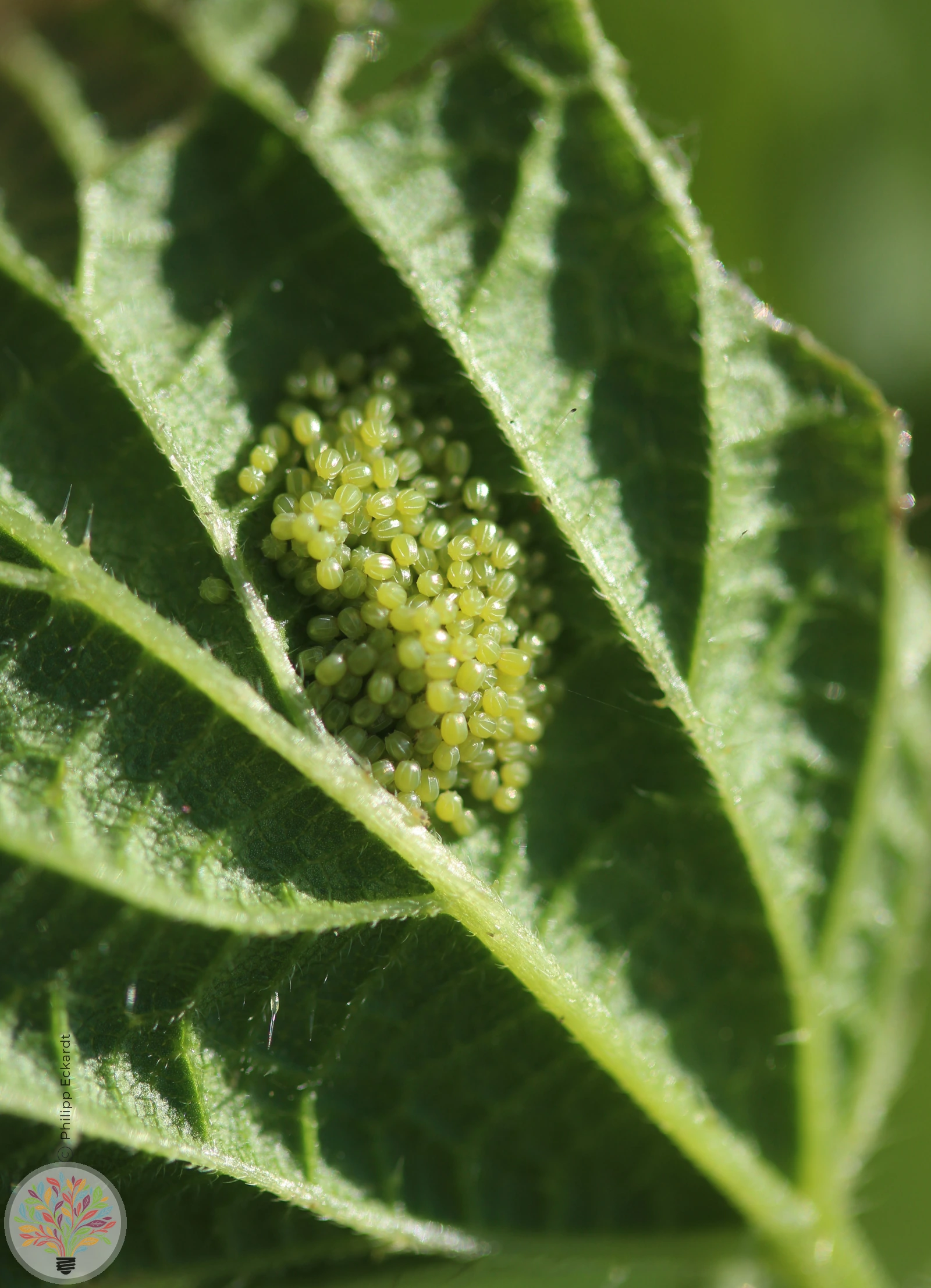 Tagpfauenauge – Bild 3 von 4