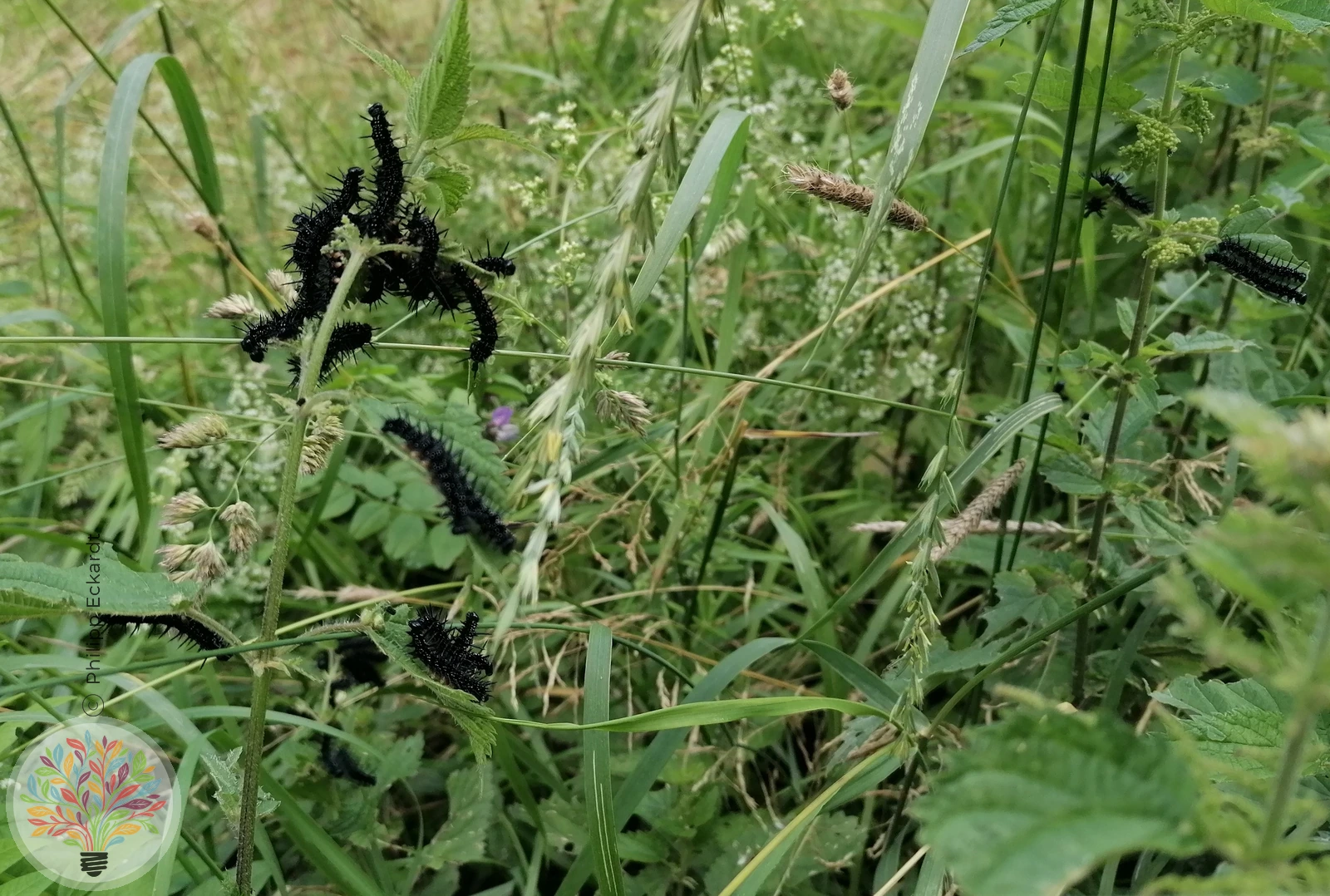 Tagpfauenauge – Bild 2 von 4