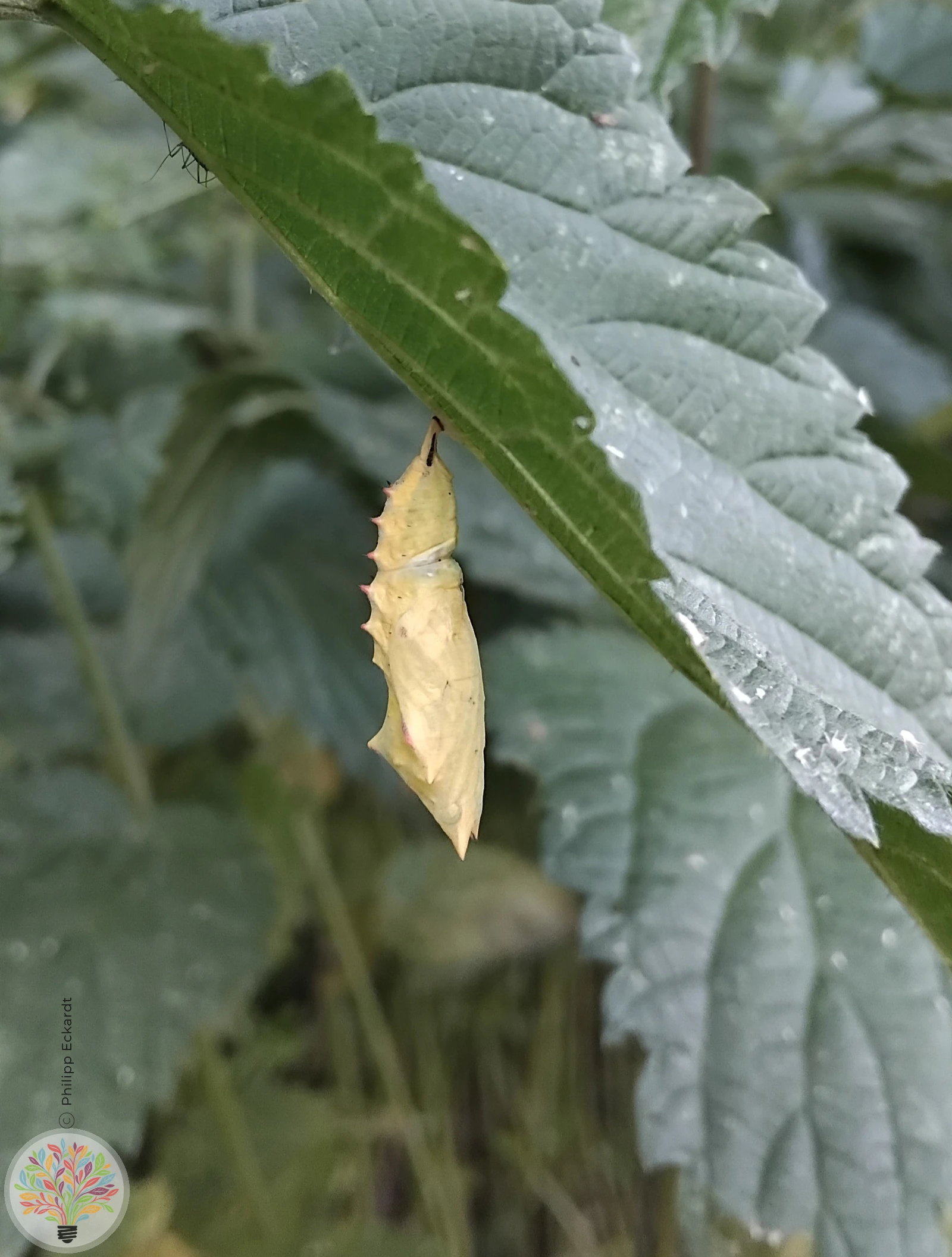 Tagpfauenauge – Bild 4 von 4