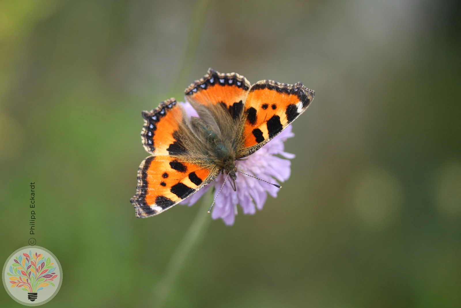 Kleiner Fuchs – Bild 1 von 4