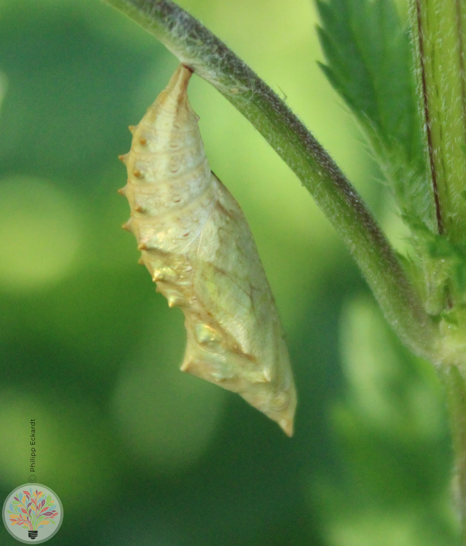 Kleiner Fuchs – Bild 2 von 4