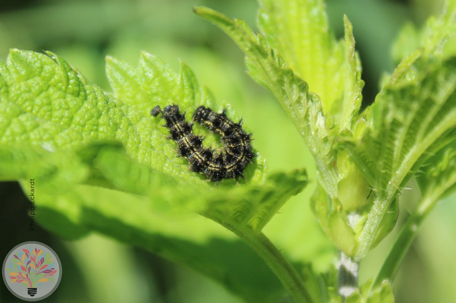 Kleiner Fuchs – Bild 3 von 4