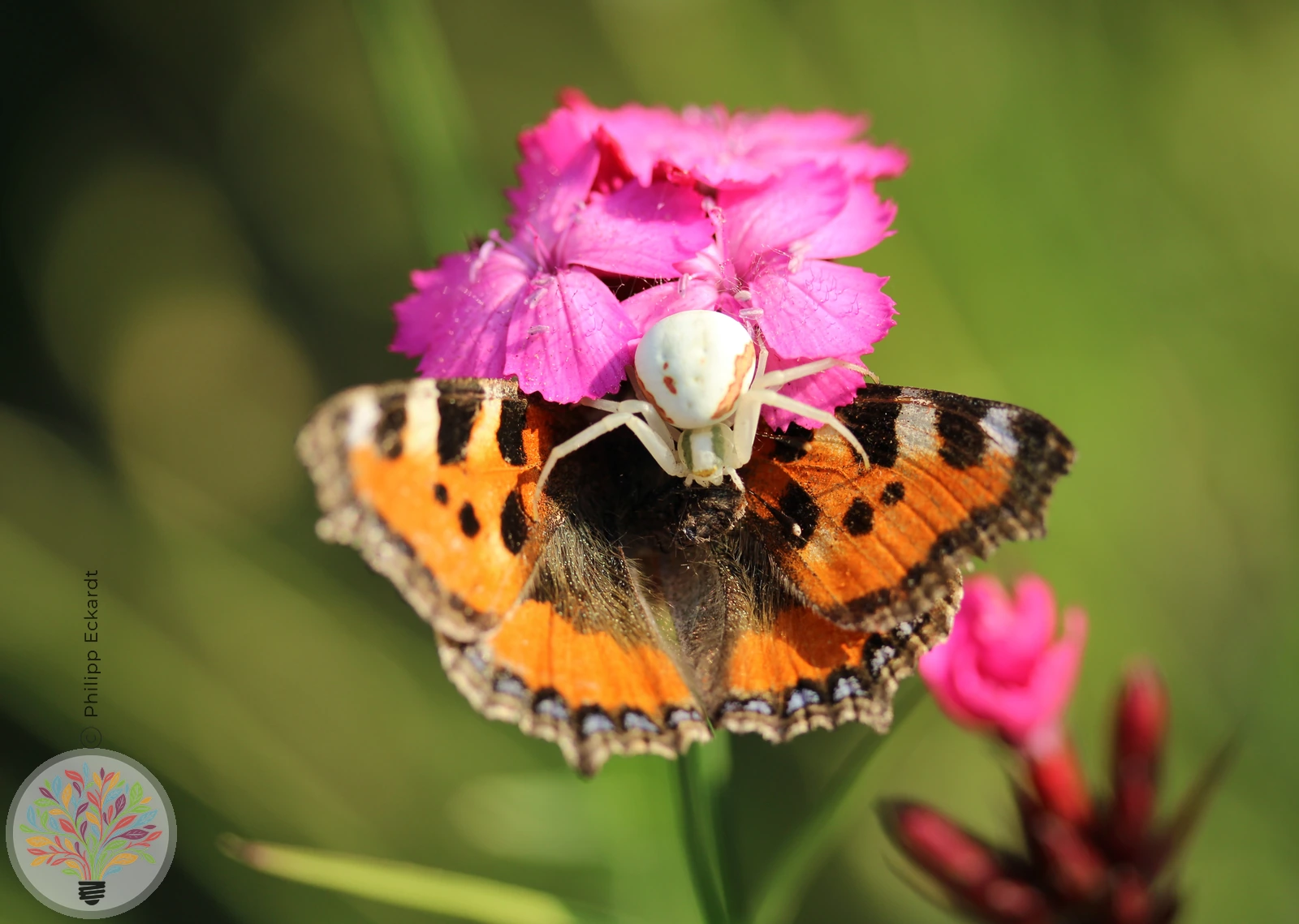 Kleiner Fuchs – Bild 4 von 4