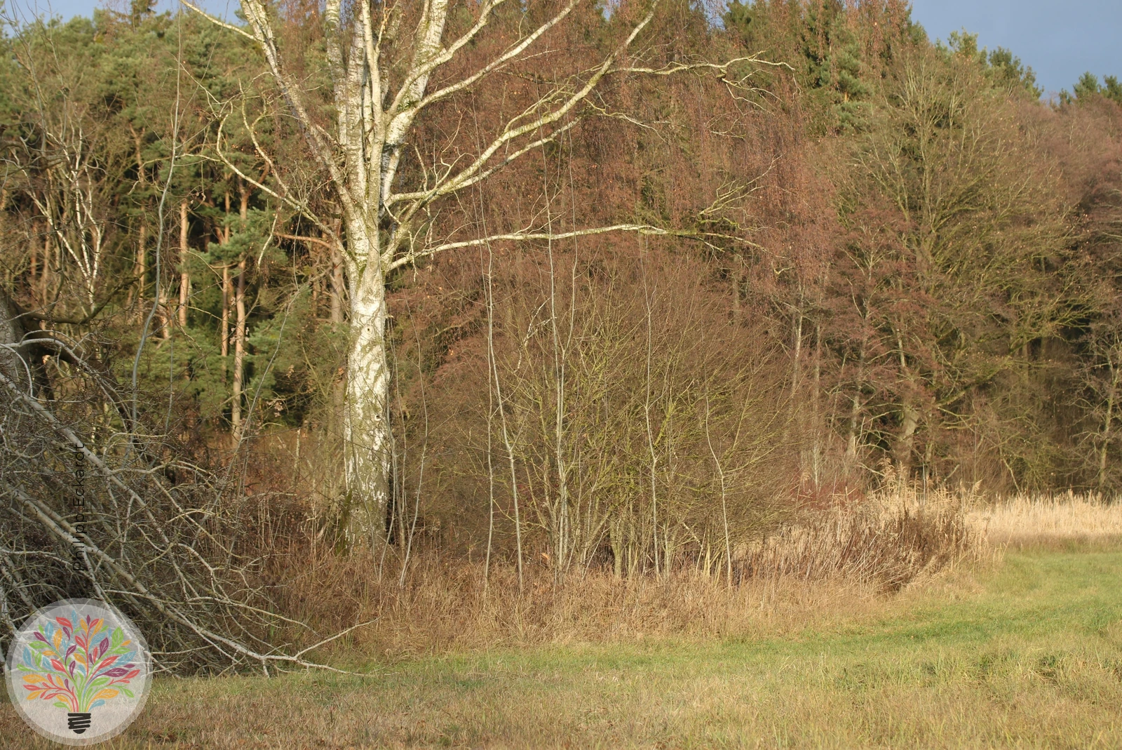 Kleiner Schillerfalter – Bild 10 von 10