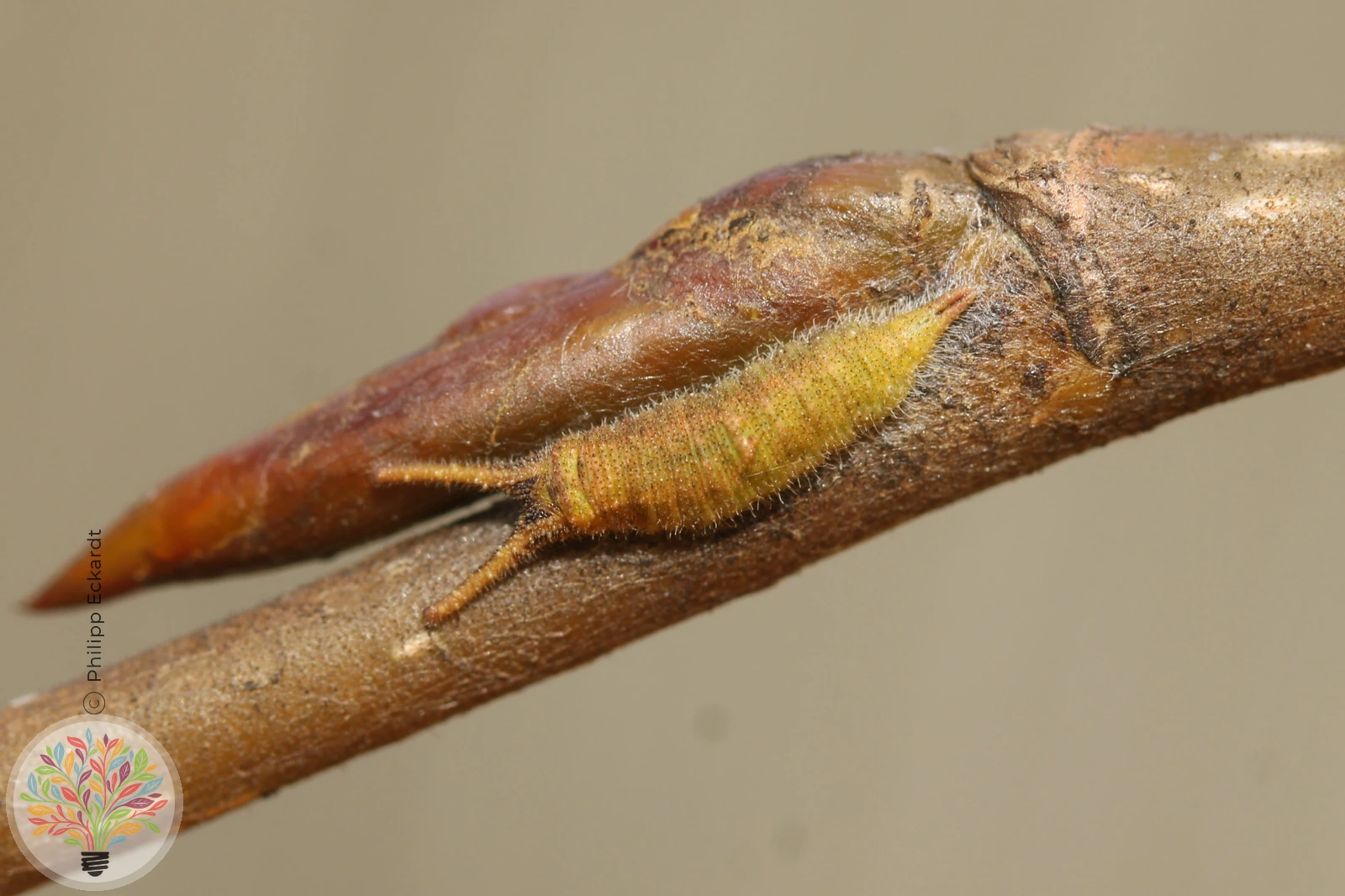 Kleiner Schillerfalter – Bild 5 von 10