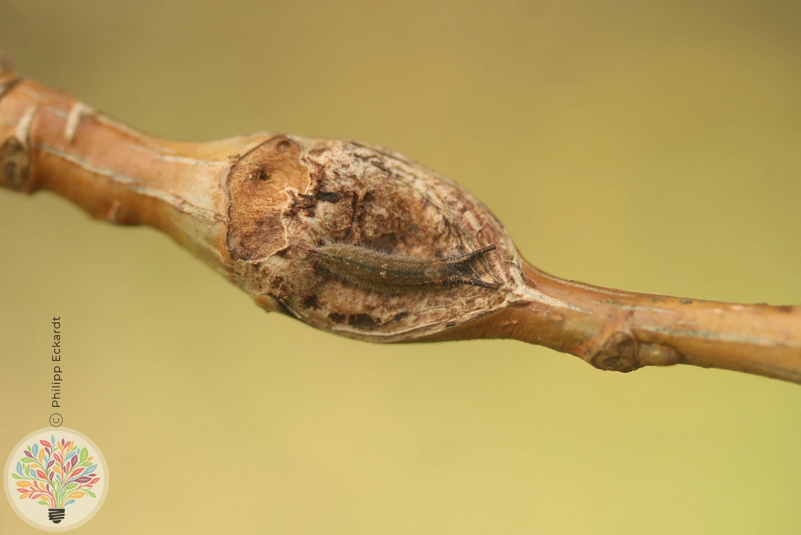 Kleiner Schillerfalter – Bild 6 von 10