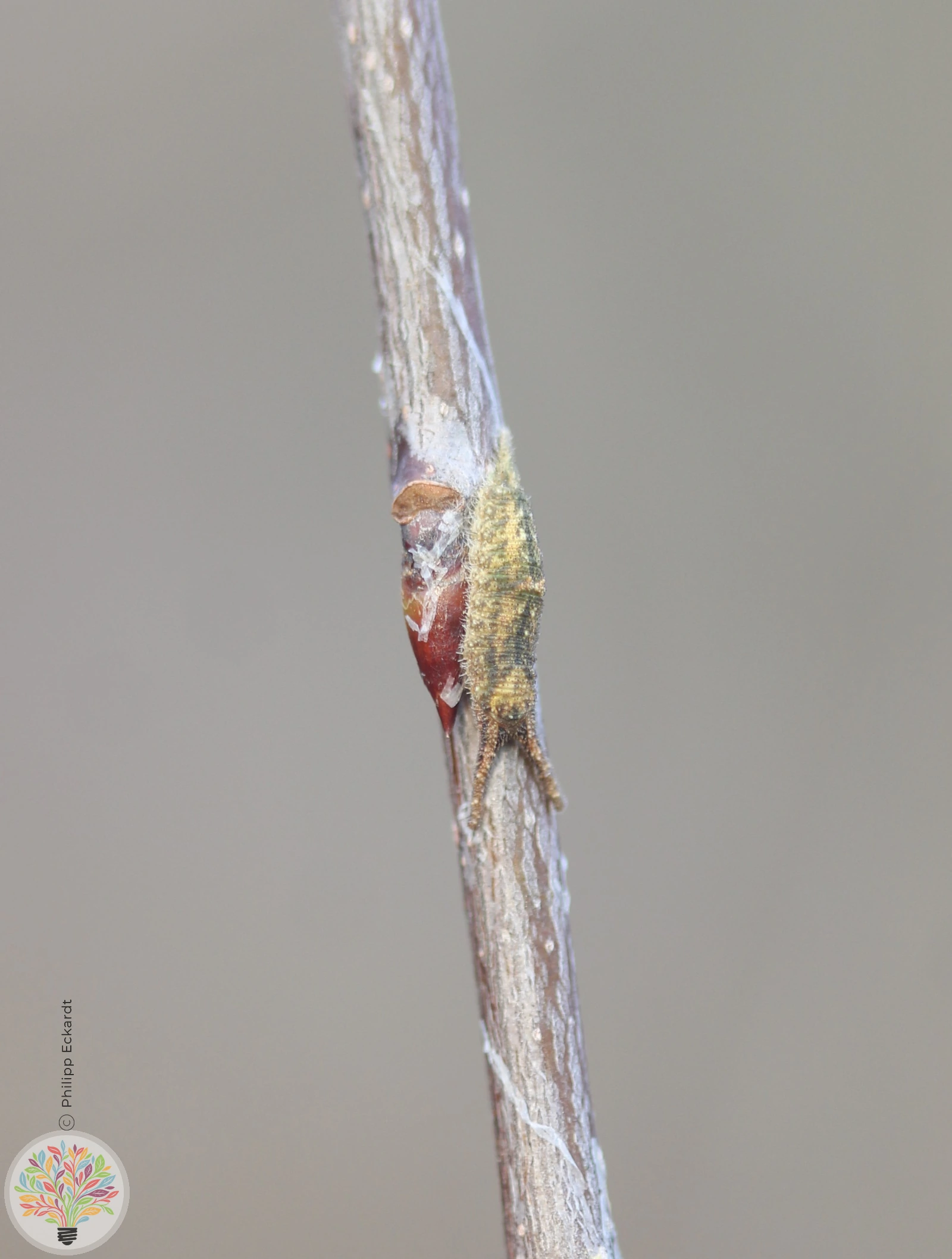 Kleiner Schillerfalter – Bild 7 von 10