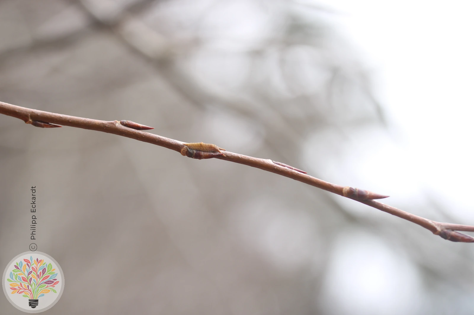 Kleiner Schillerfalter – Bild 9 von 10
