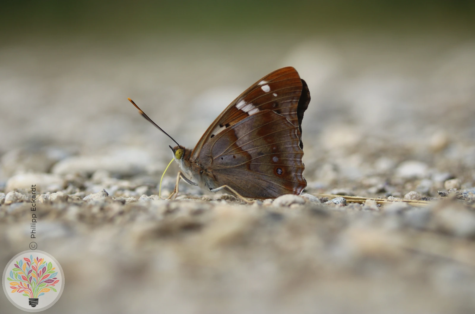 Kleiner Schillerfalter – Bild 3 von 10