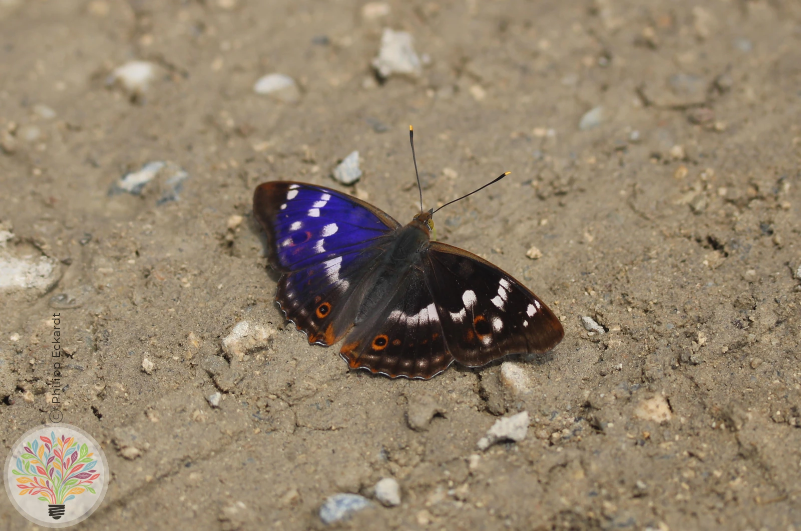 Kleiner Schillerfalter – Bild 2 von 10