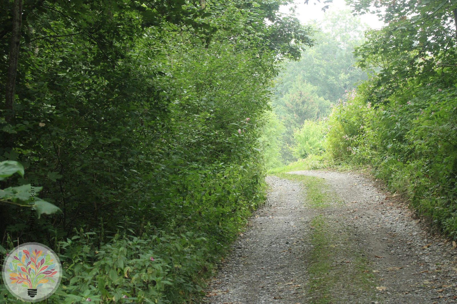 Großer Schillerfalter – Bild 3 von 7