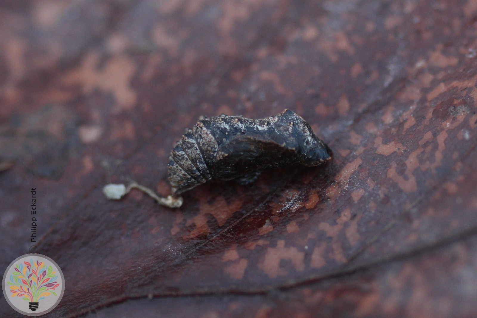 Landkärtchenfalter – Bild 4 von 6