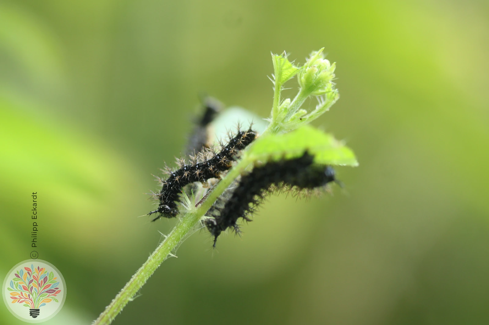Landkärtchenfalter – Bild 5 von 6