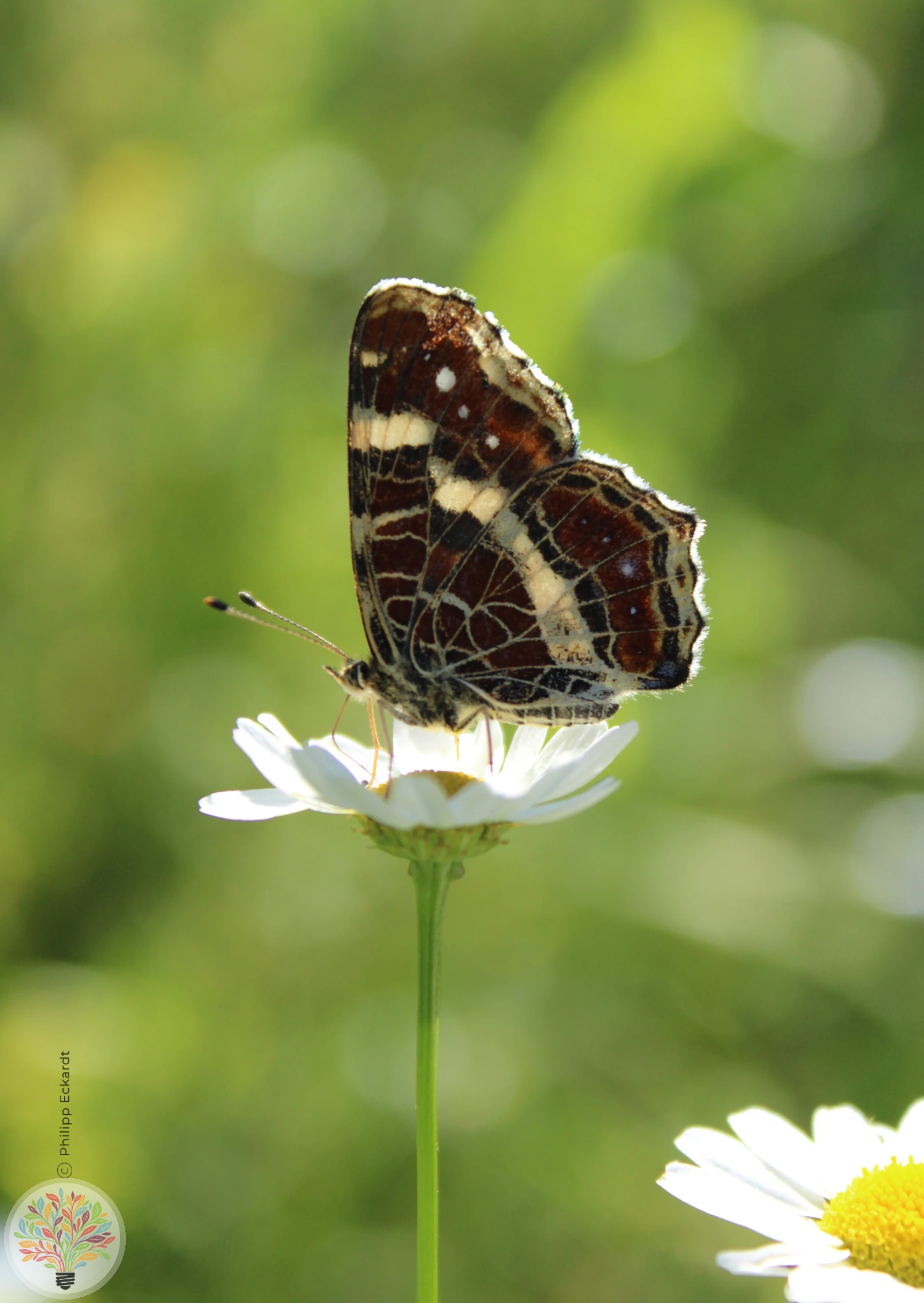 Landkärtchenfalter – Bild 2 von 6
