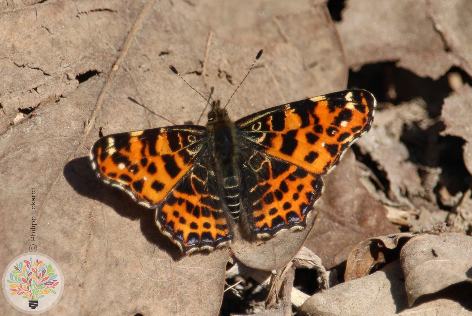 Landkärtchenfalter – Bild 3 von 6