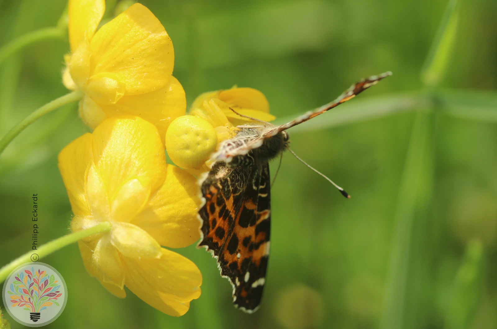 Landkärtchenfalter – Bild 6 von 6