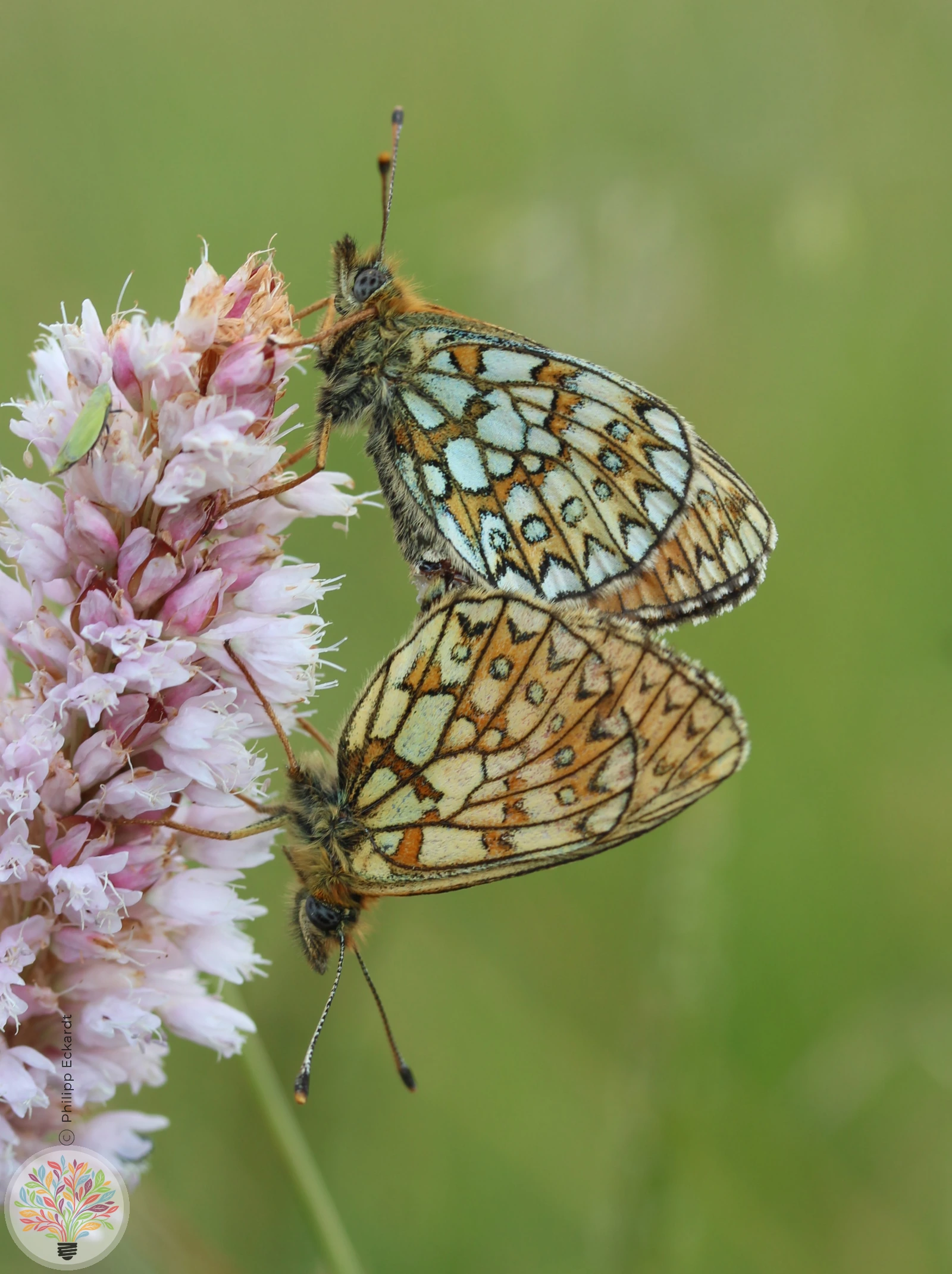 Randring-Perlmuttfalter – Bild 2 von 2