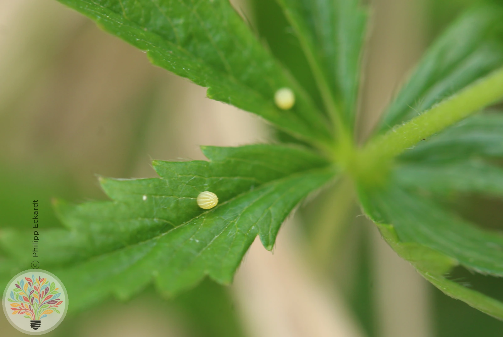 Braunfleckiger Perlmutterfalter – Bild 2 von 2