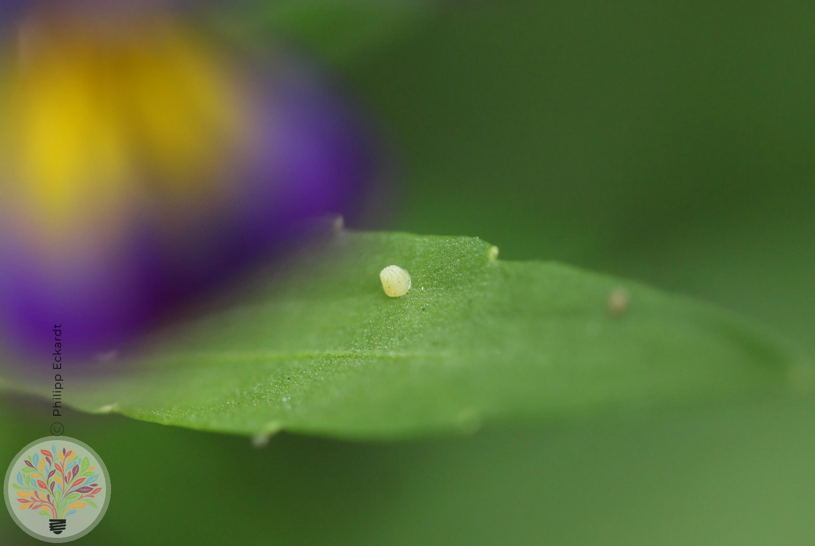 Feuerscheckenfalter – Bild 3 von 3