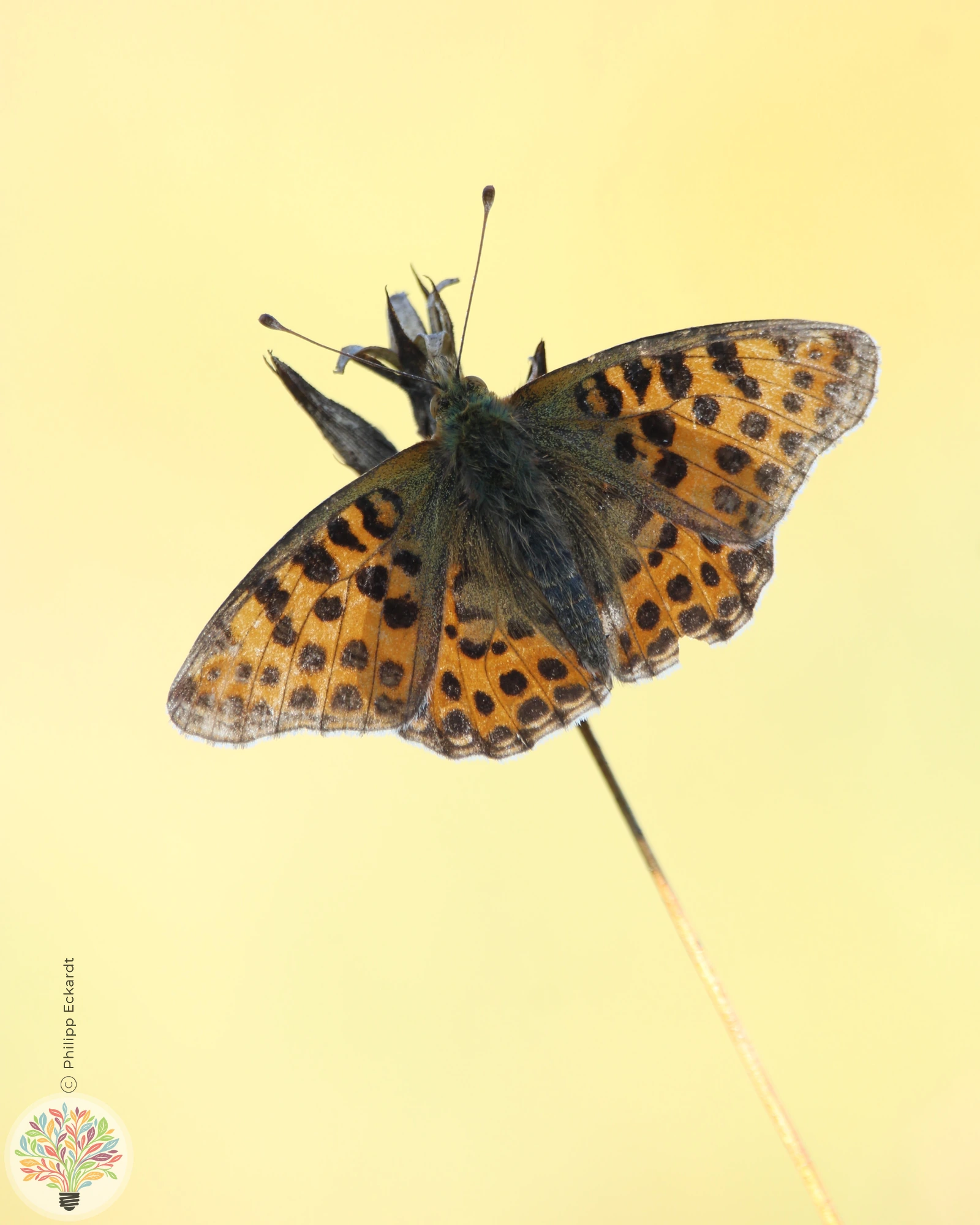 Feuerscheckenfalter – Bild 2 von 3