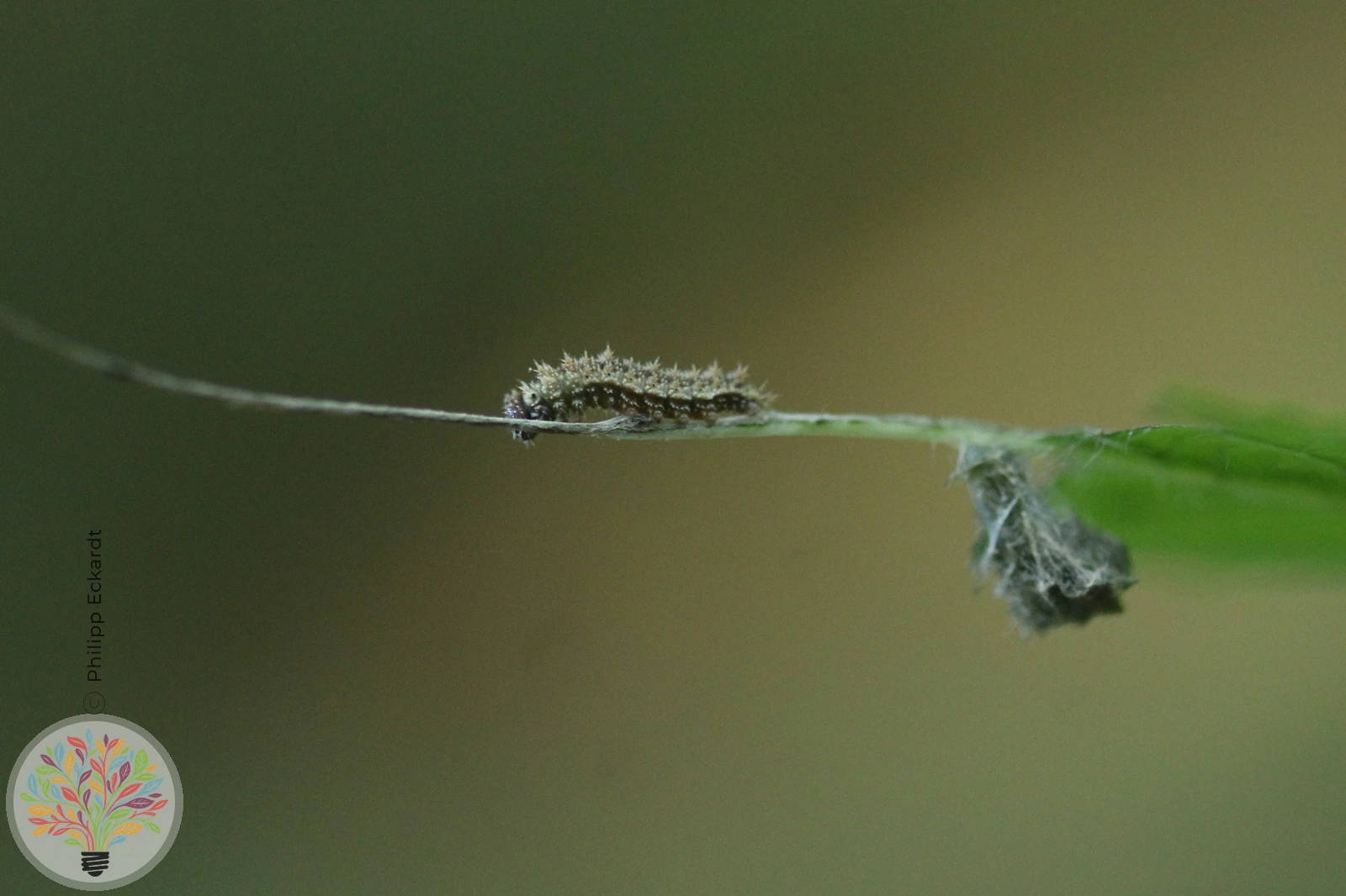 Kleiner Eisvogel – Bild 3 von 4