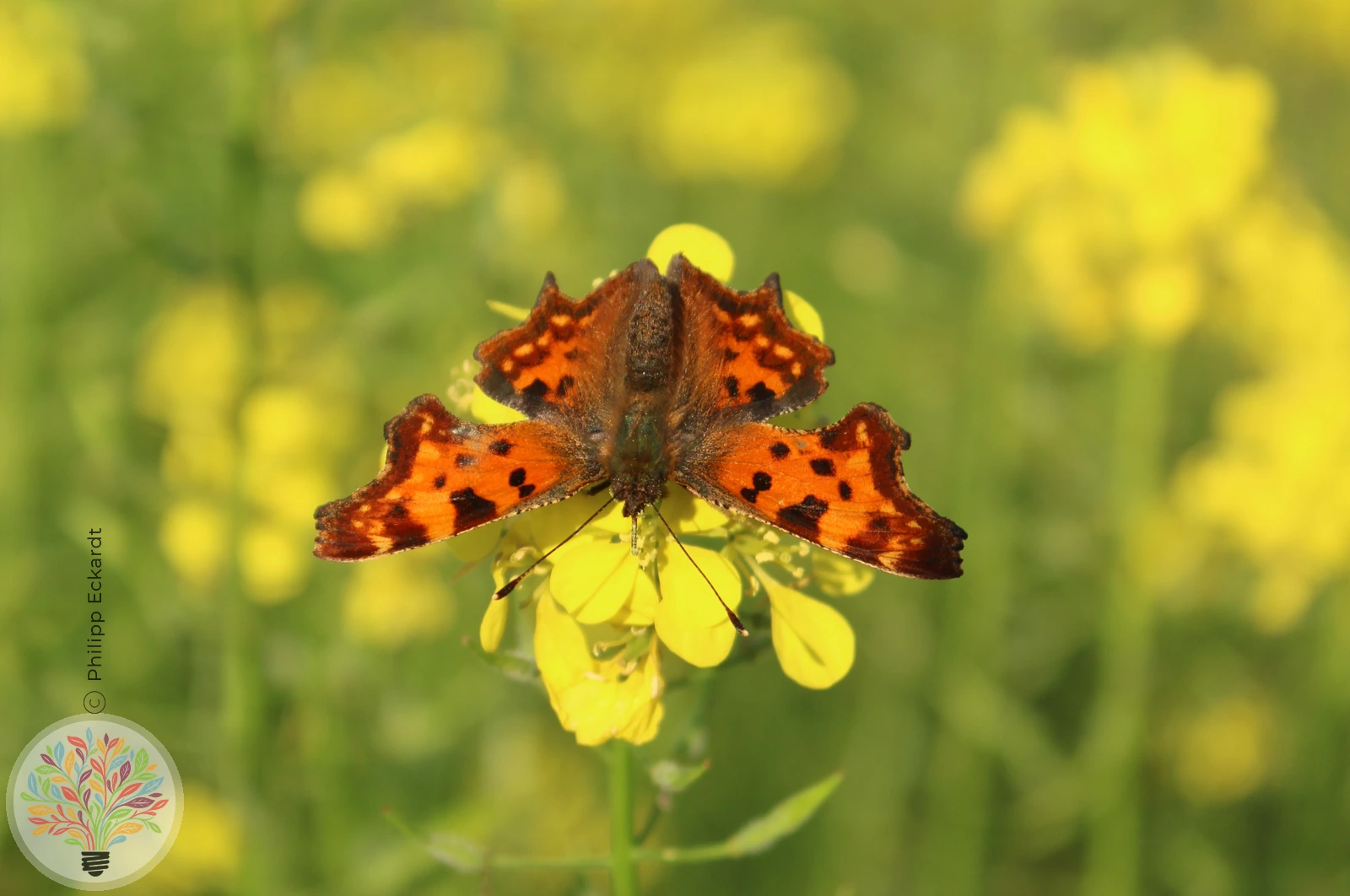 C-Falter – Bild 1 von 4