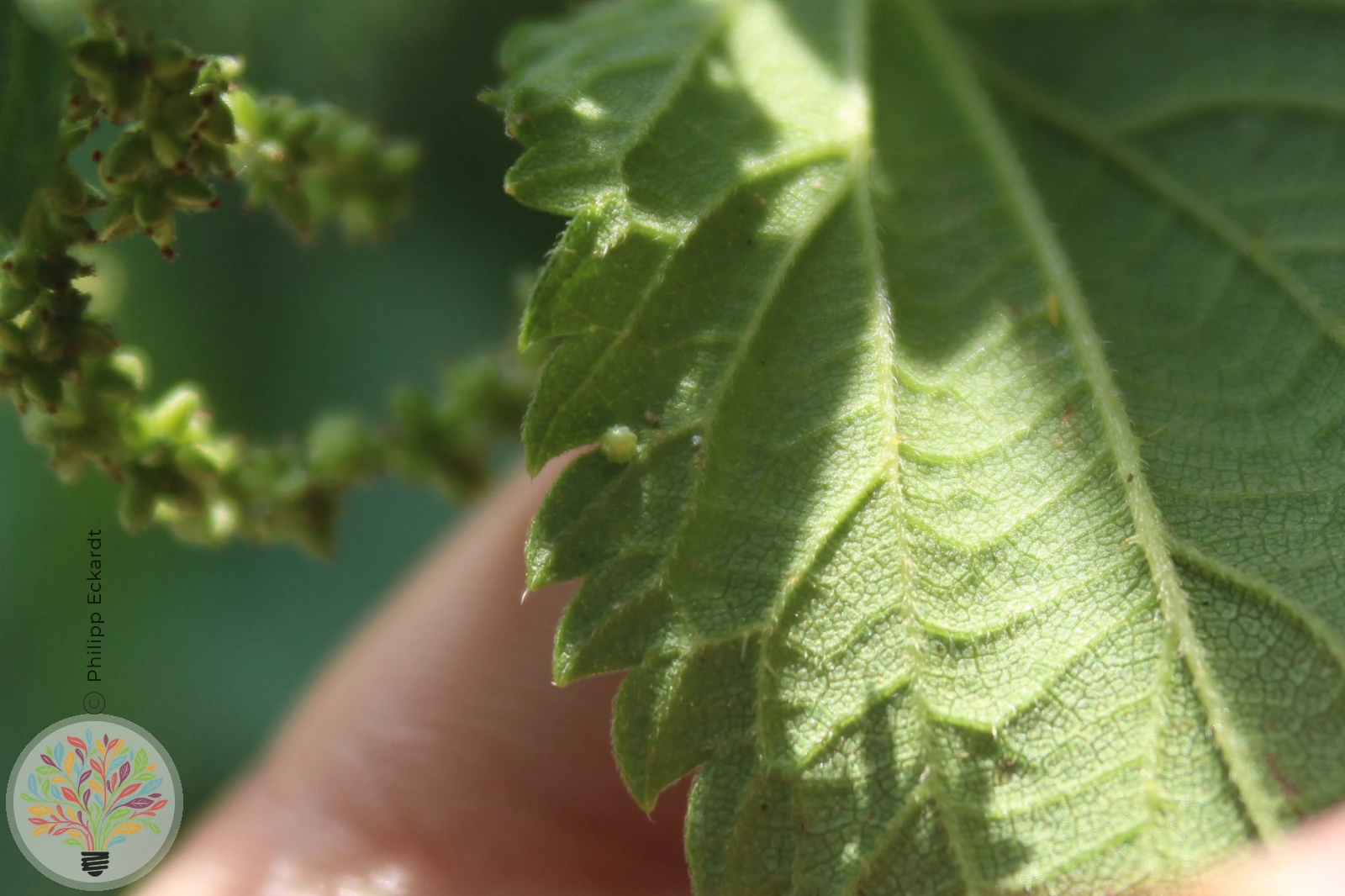 C-Falter – Bild 2 von 4