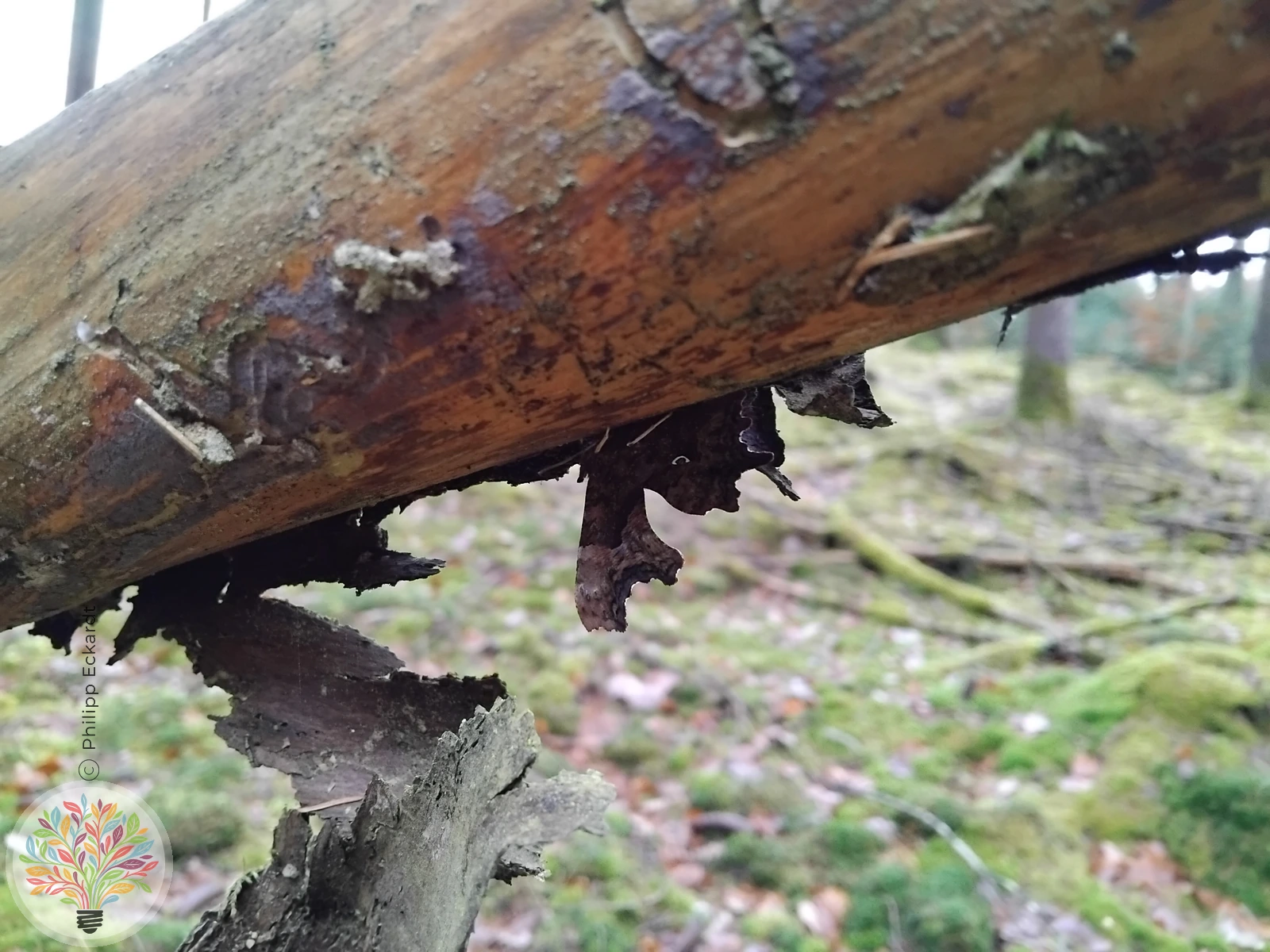 C-Falter – Bild 4 von 4