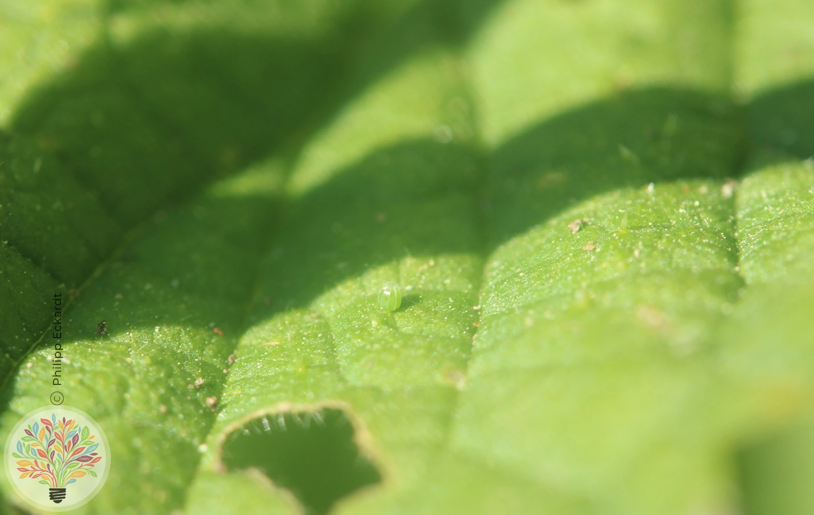 Admiral – Bild 2 von 5