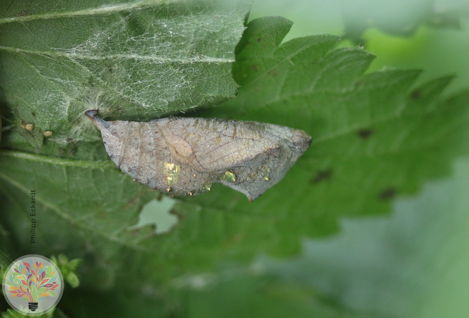 Admiral – Bild 3 von 5