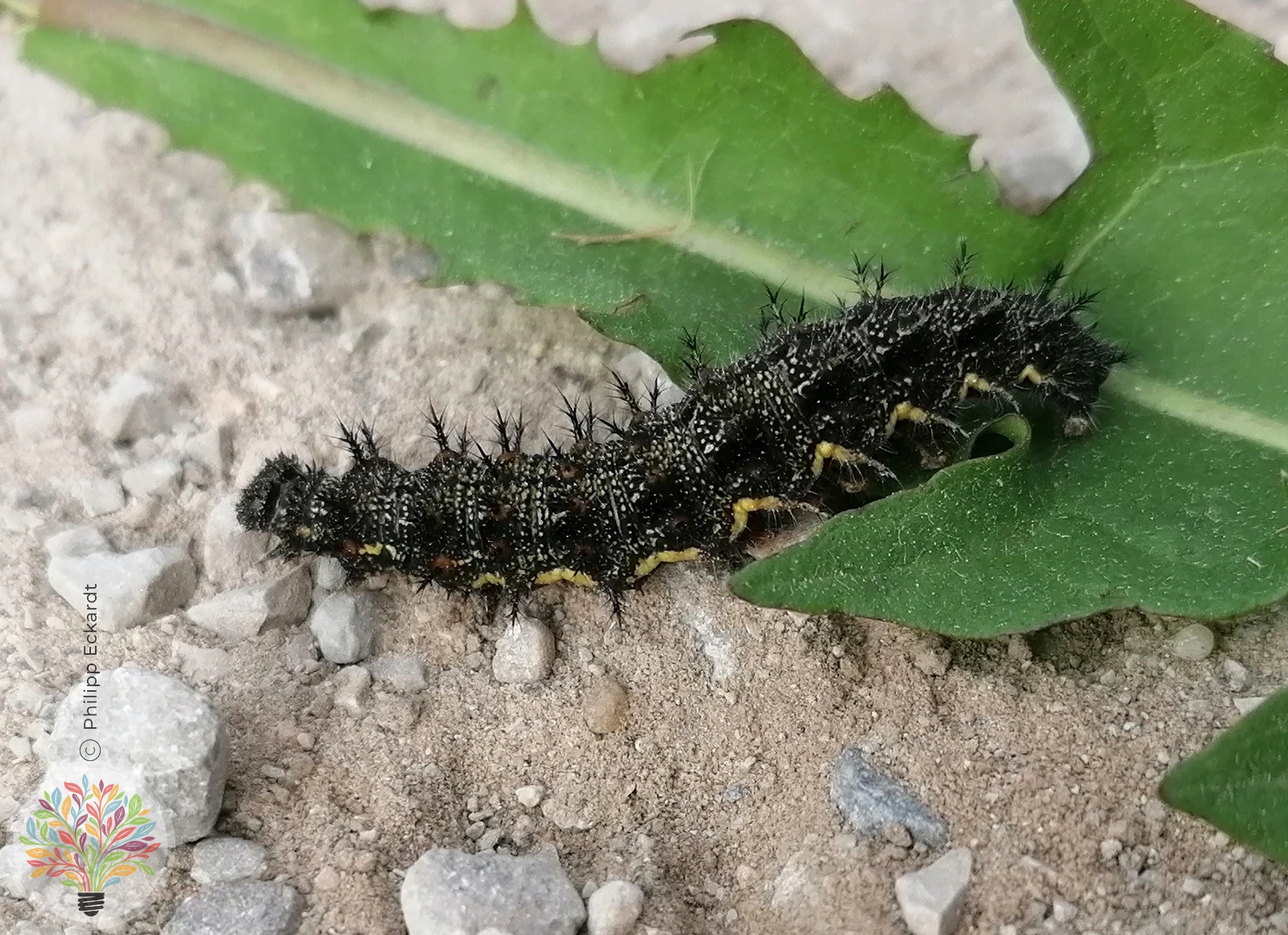 Admiral – Bild 4 von 5