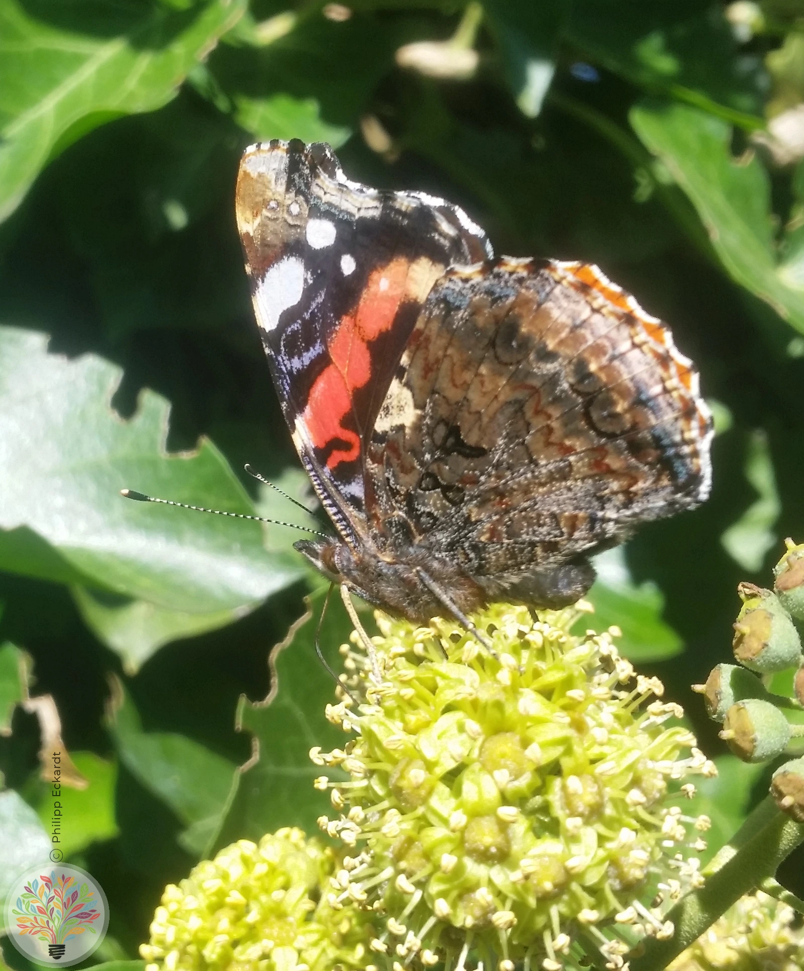 Admiral – Bild 5 von 5