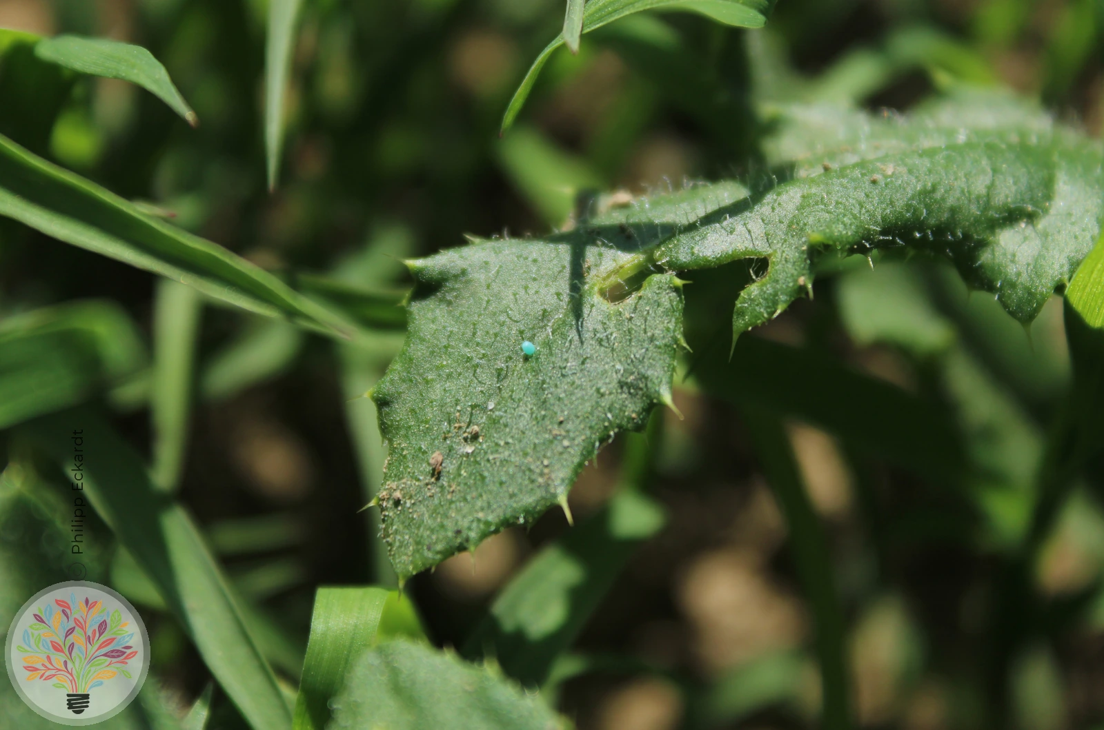 Distelfalter – Bild 2 von 5