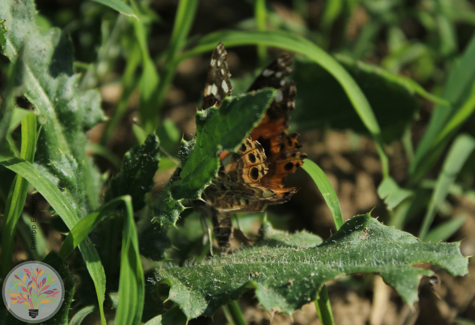 Distelfalter – Bild 3 von 5