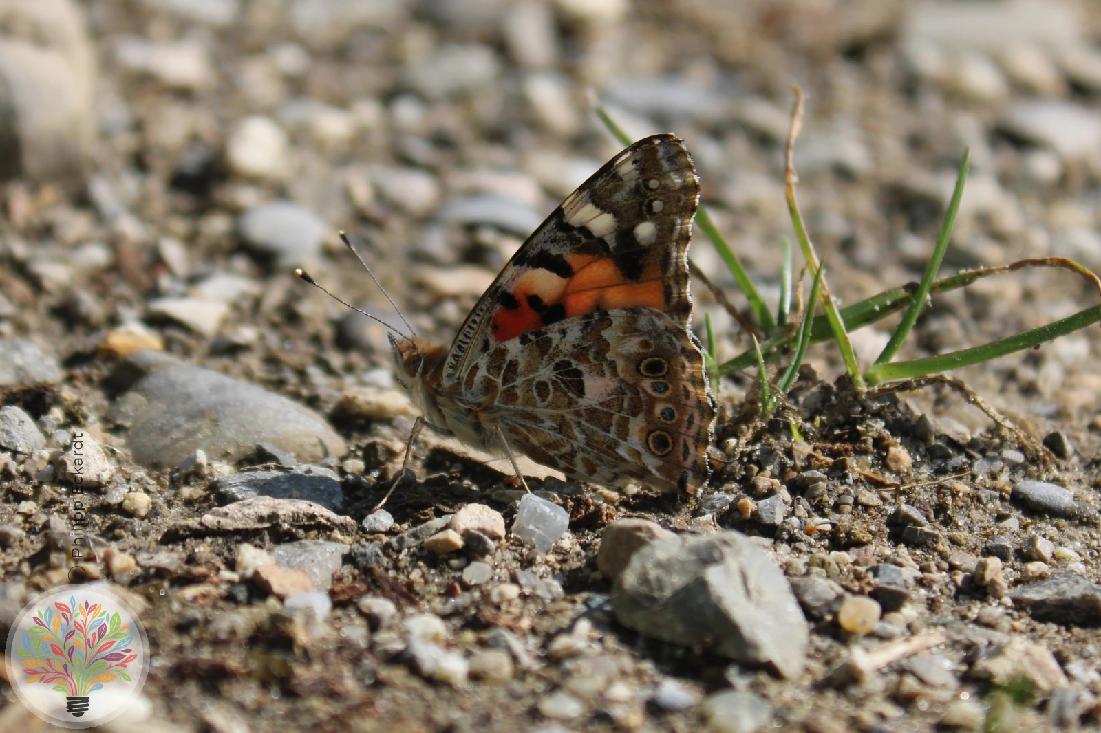 Distelfalter – Bild 5 von 5